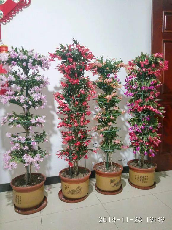 蟹爪兰一养就上瘾, 门口楼道全都是, 还能开出3色花!