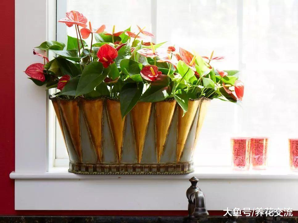 12种室内常见的盆栽花卉感染病虫害的处理方法