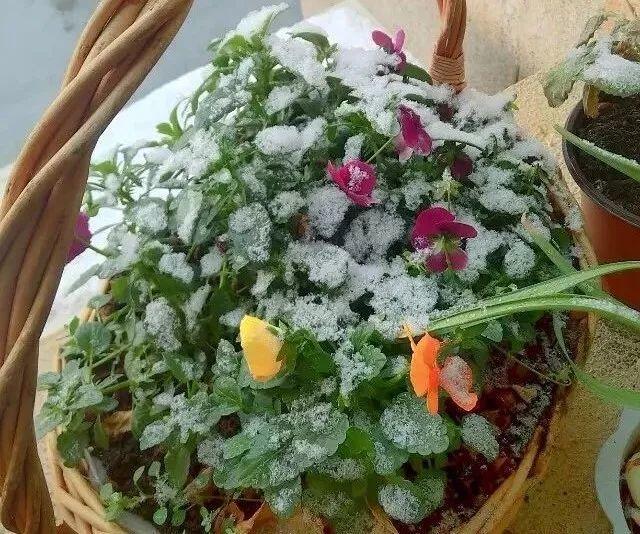 这些抗冻花, 大雪天也不怕, 养一盆能开3个月!