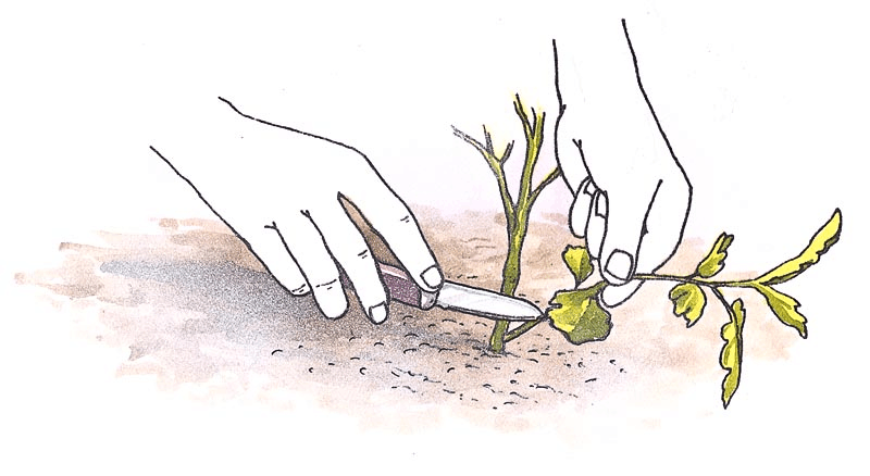 这3种花, 秋天扦插上, 到了日子花开满枝头!