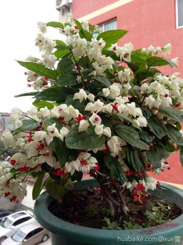 这花会吐小珠子, 阳台养一盆, 开的花可以当窗帘用!