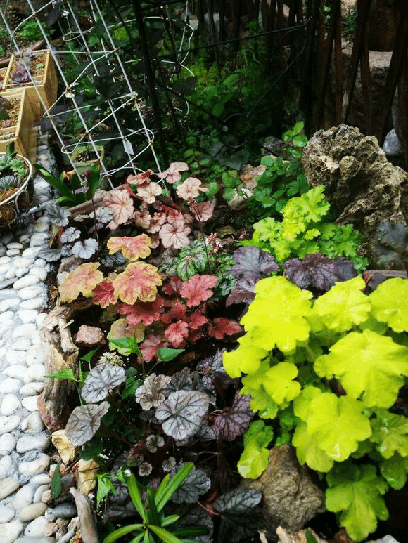这花的叶子五颜六色, 关键还好养, 错过就可惜了!