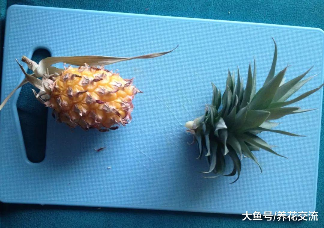 两年前用菠萝叶子扦插的盆栽, 现在结出来一个巴掌大的果子