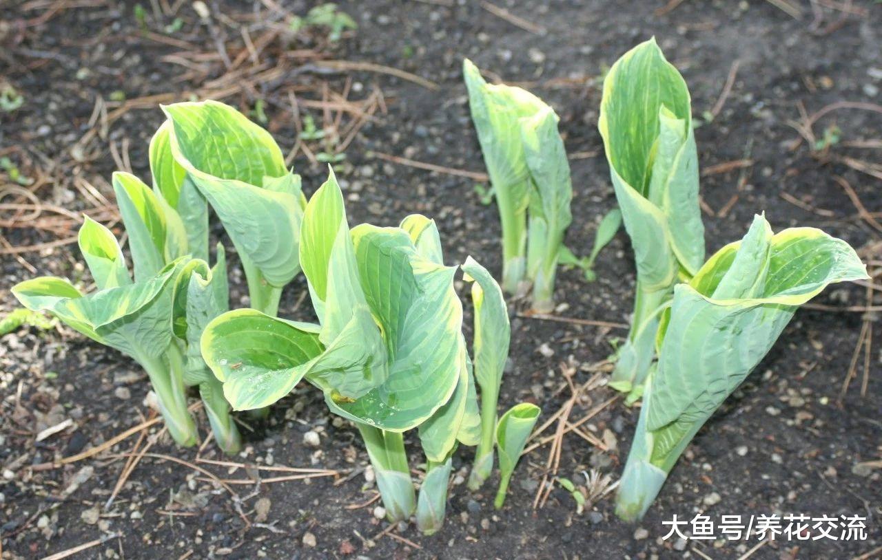 玉簪花的块茎在花盆里萌发幼苗, 不用两个月就能开出迷人花朵