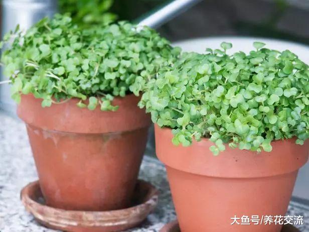 12种非常适合种在树荫下的蔬菜, 阳台没多少光照也能生长旺盛