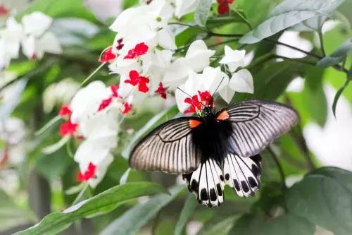 这种叫龙吐珠的植物, 你们见过吗? 听说可以长出一片花架呢!