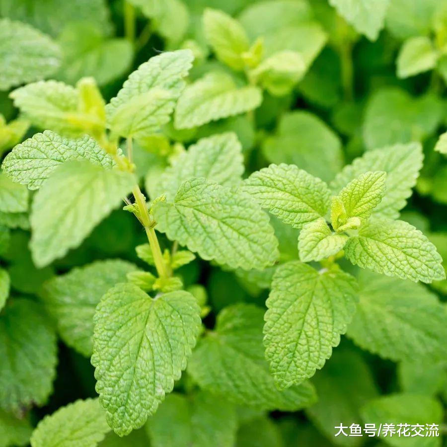 12种能够快速去除蚊子的神奇植物, 效果有没有想象那么好呢?