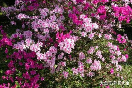 杜鹃浇水也有大讲究, 方法很简单, 看完你就知道了