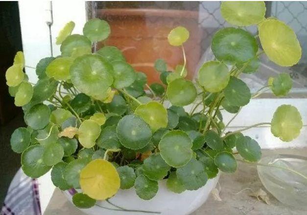 这5种花, 一到夏天就烂叶, 咔嚓1刀立马绿油油!