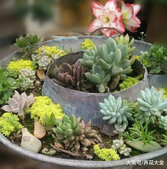 家里的旧铁锅别扔, 拿来养花, 立马变得不一样!