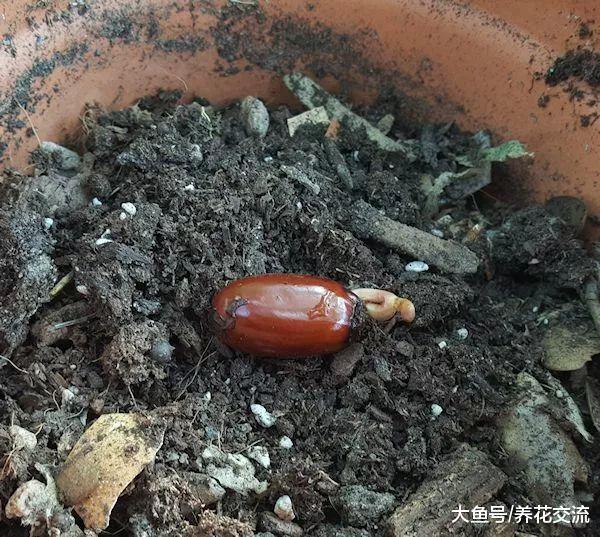 夏季用吃剩的荔枝果核养成室内清新靓丽的盆栽, 直接丢土里就行了