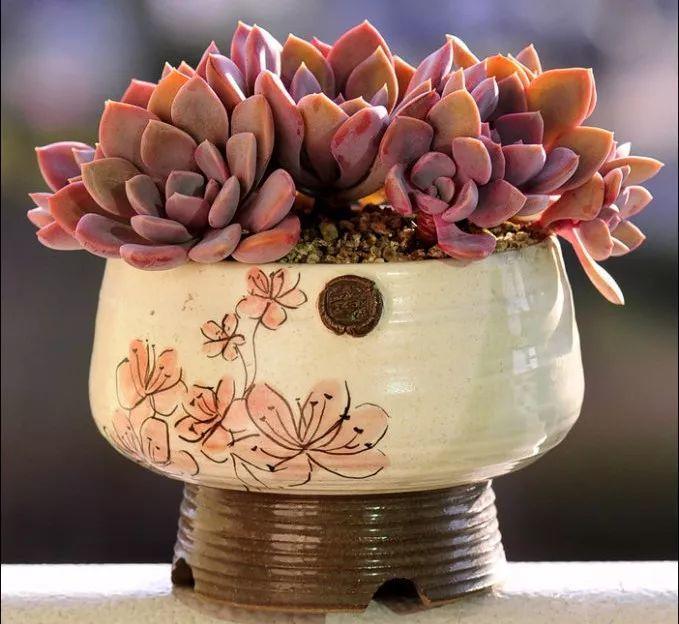 小窗台上养盆它, 简单一打理, 比外面风景还美!