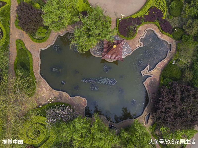 何为植物基本的修剪