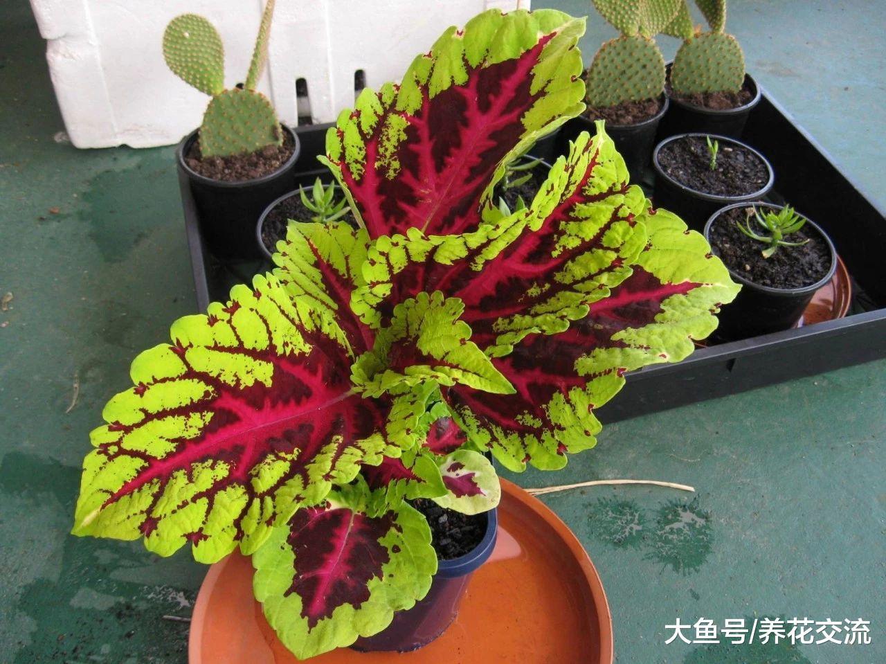 在室内养的彩叶草也能开出灿烂的花朵, 讨人喜欢的观叶植物