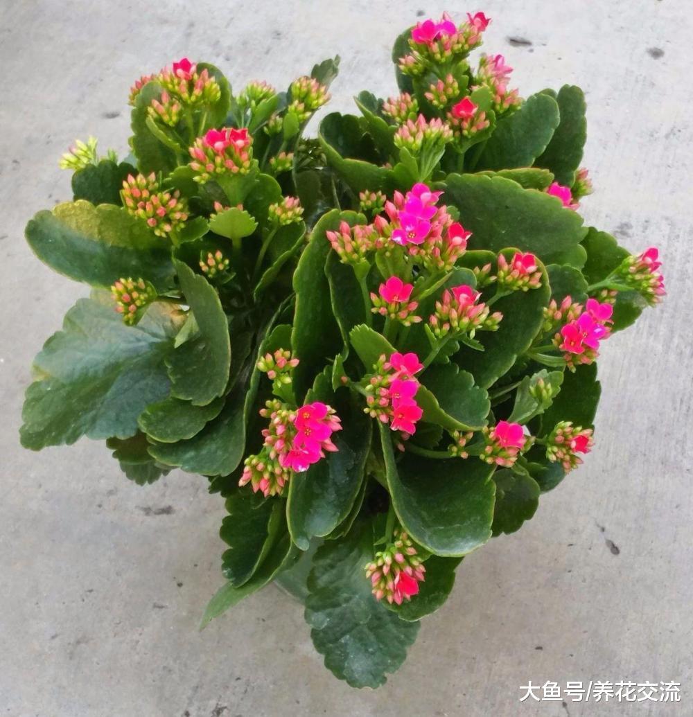 长寿花用枝条扦插的技巧, 摘下的叶子也能发芽, 养成爆盆的花卉