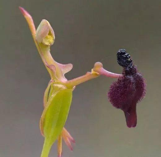 这些花才是“锦鲤”, 养2盆在家里, 将幸运进行到底!
