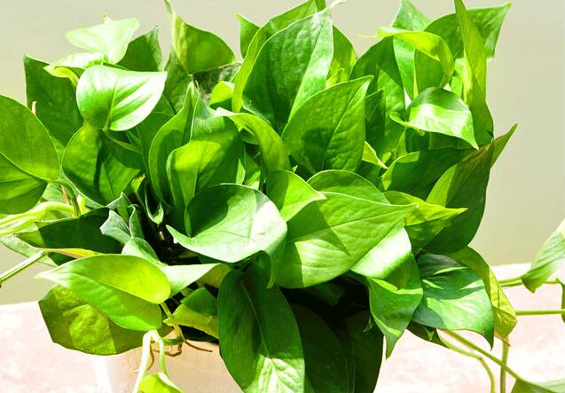 家养“绿萝”, 黄叶干枯别着急, 这3招用上, 片片叶子绿油油!