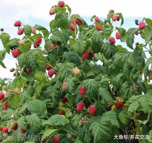 在花盆里种出不断结果的覆盆子, 不用害怕冬季寒冷的环境