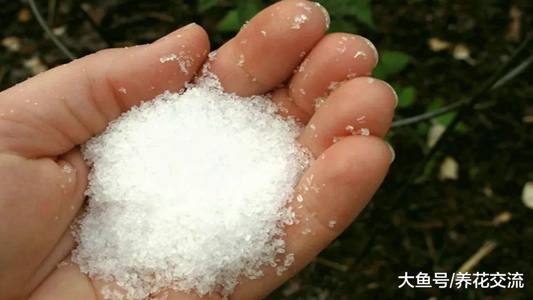 小苏打用来养花的几大好处, 在花园里常见的7大用处