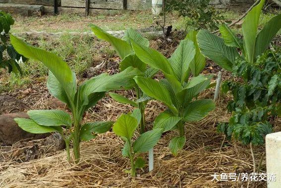 如何在花盆里养好姜黄, 没想到它的花朵这么好看