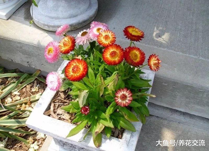 10种特别有趣的植物, 花友们看着就想养一盆
