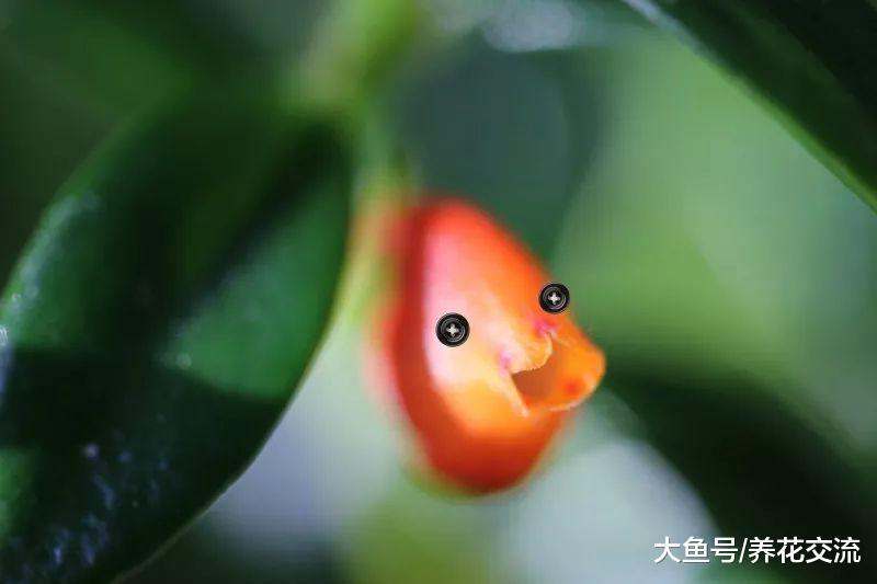 长得像水里宠物的吊盆花卉, 养窗台上长成瀑布一般