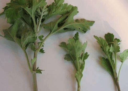 菊花的扦插方法, 注意这一点, 上盆的枝条更容易活!