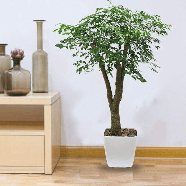 经验人最爱客厅养这“3种”花, 吸甲醛, 迎好运, 耐看!