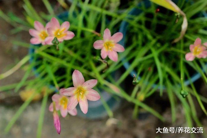 8种适合种在窗台上的精致盆栽开花植物, 养护得当能花开不断