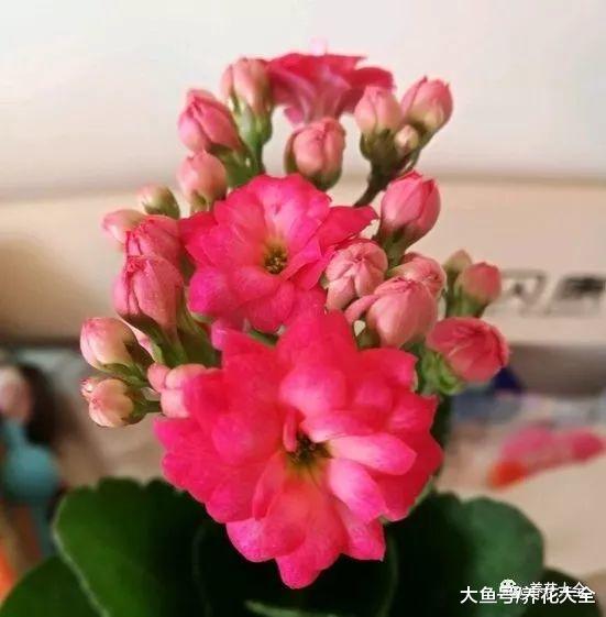 想养长寿花? 那就试试这几种, 好养又好看!