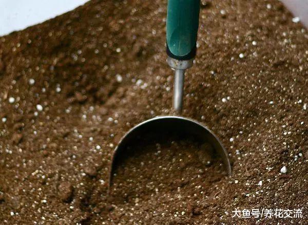 盆栽种植番茄的13个技巧, 能让你的番茄不断结果