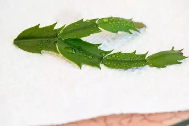 蟹爪兰只用1杯水, 3天冒出胡须根, 送人都送不完!