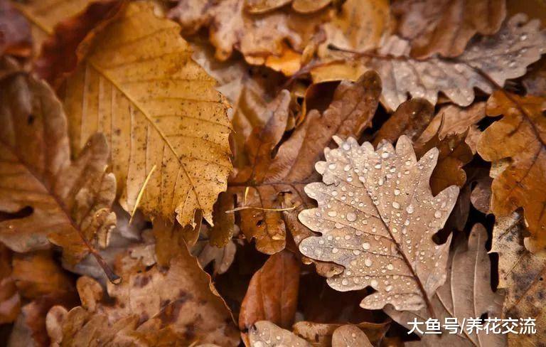 自制堆肥最常见的6个错误, 学会自己制作有机肥料的简单技巧