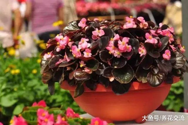 这种可以四季开花的秋海棠养护简单, 在室内养着就能生长