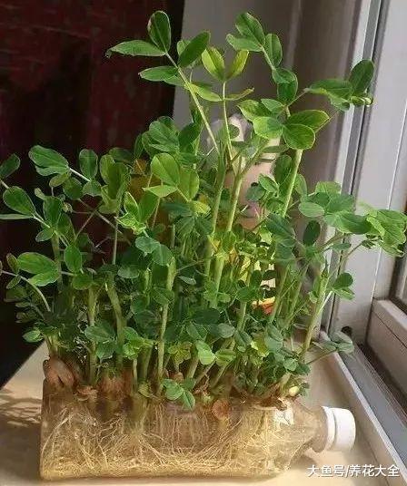 在家种一盆花生, 既好吃又好看, 一点不比绿萝差!