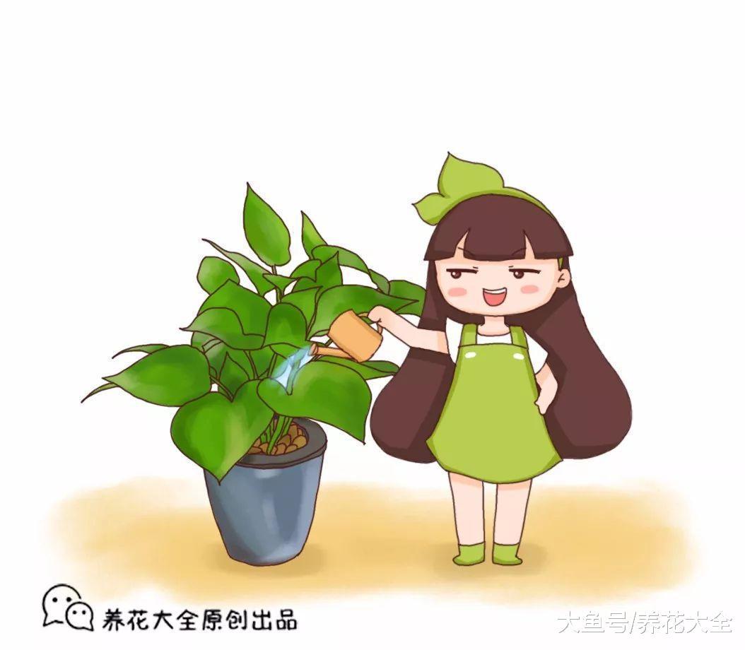 在水里加点这个, 文竹用了呼呼长, 连肥料都省了!