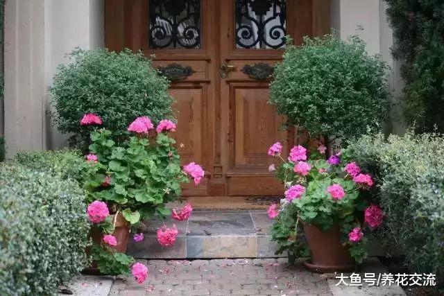 这几种灌木花卉特适合种院子, 可以保持常年翠绿
