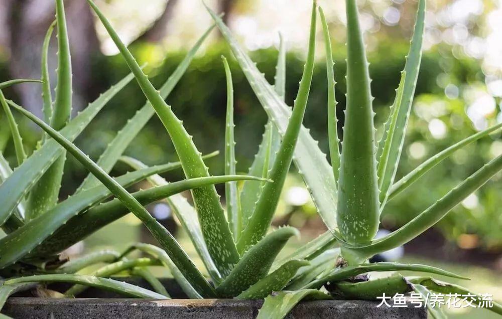 为什么养在室外的盆栽芦荟不断长侧芽, 叶片变红要怎么处理?