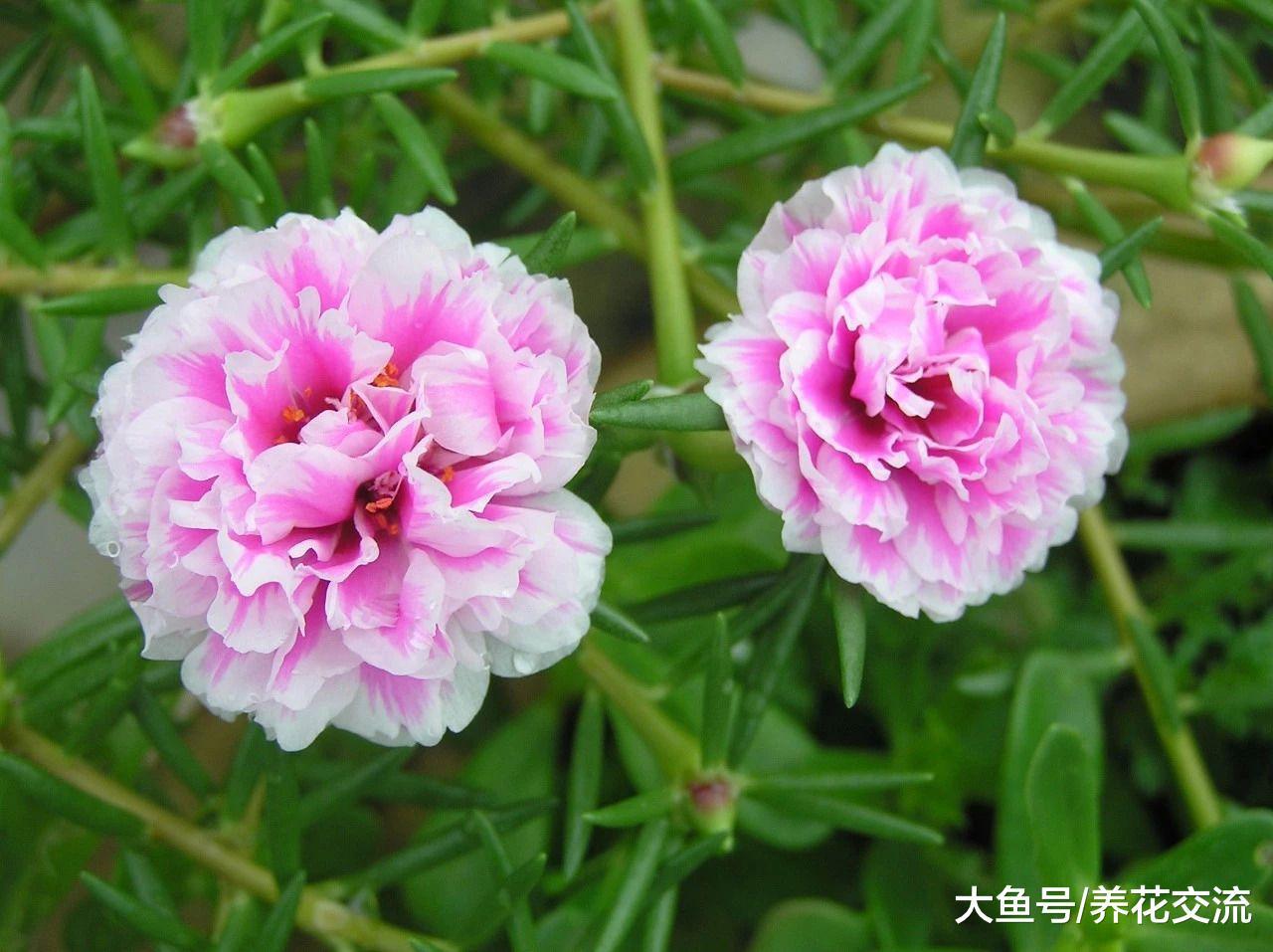 这种花就叫死不了, 还有人能将它养死么?