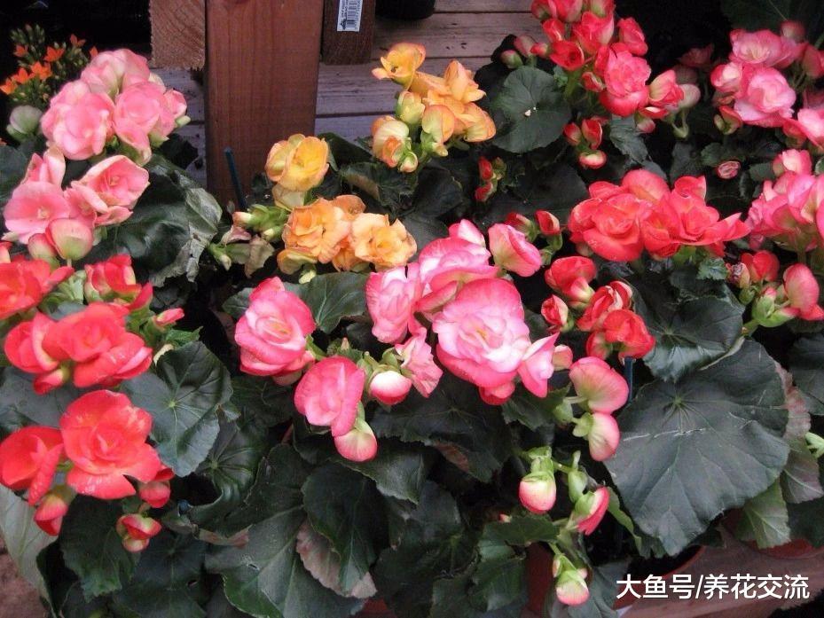 秋海棠怎么养护才能连续不断开花呢?