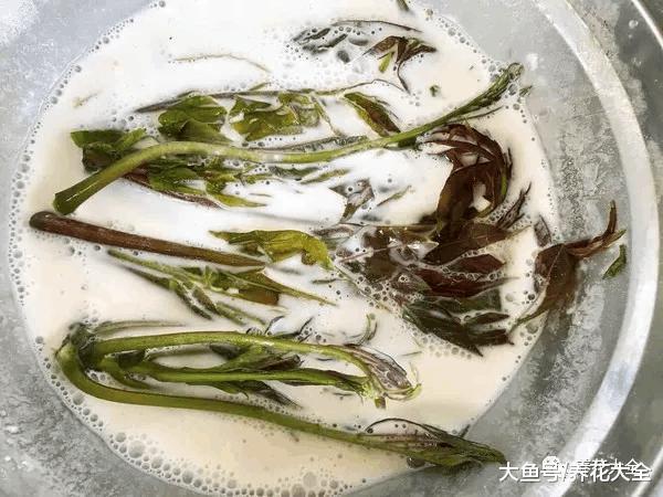 春天摘把它, 让你一年有“榆”钱, 舌尖感受“椿”天!