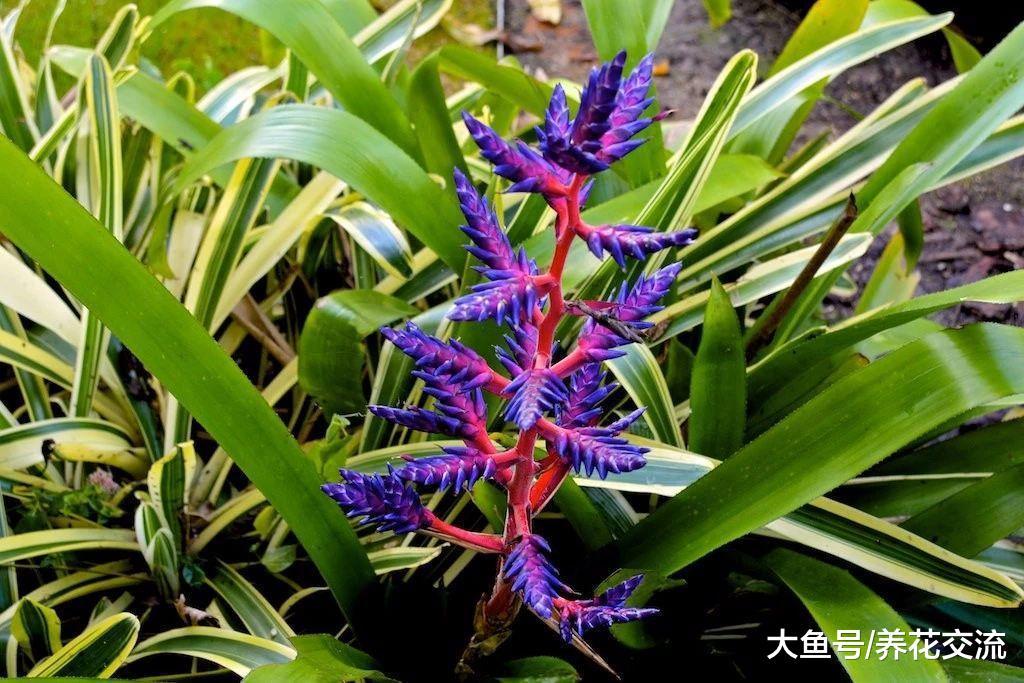 春节前后非常受欢迎的观赏凤梨, 适合养桌面上的观赏盆栽