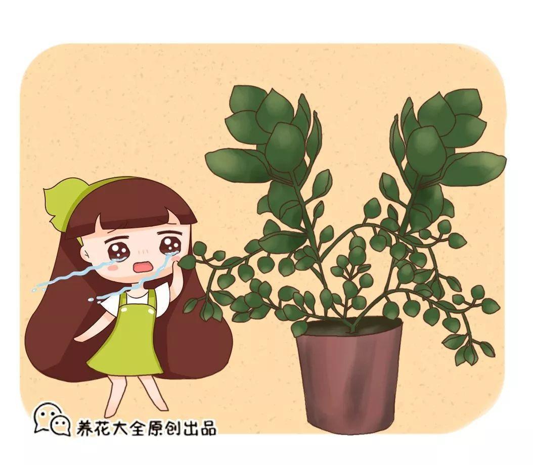 长寿养2年不开花, 净装菜, 原因都出在这了!