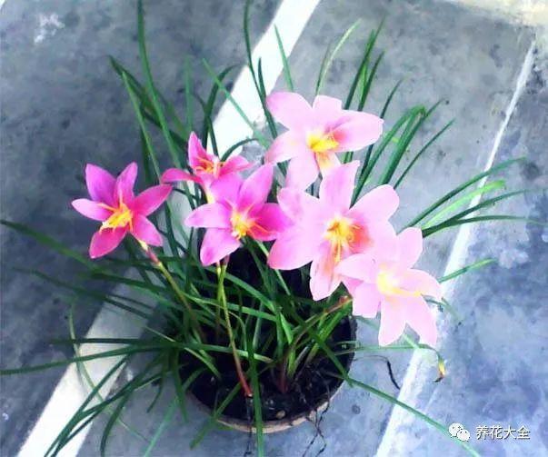 这7种花越淋雨开的越欢腾, 雨天搬窗外, 1夜就开花!