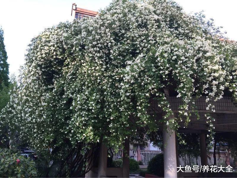 还在阳台养木香? 做到这一点, 长得比房子都高!