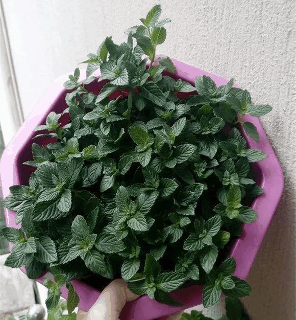 这花就是阳台小药箱, 给点水就爆盆, 人人都能种!