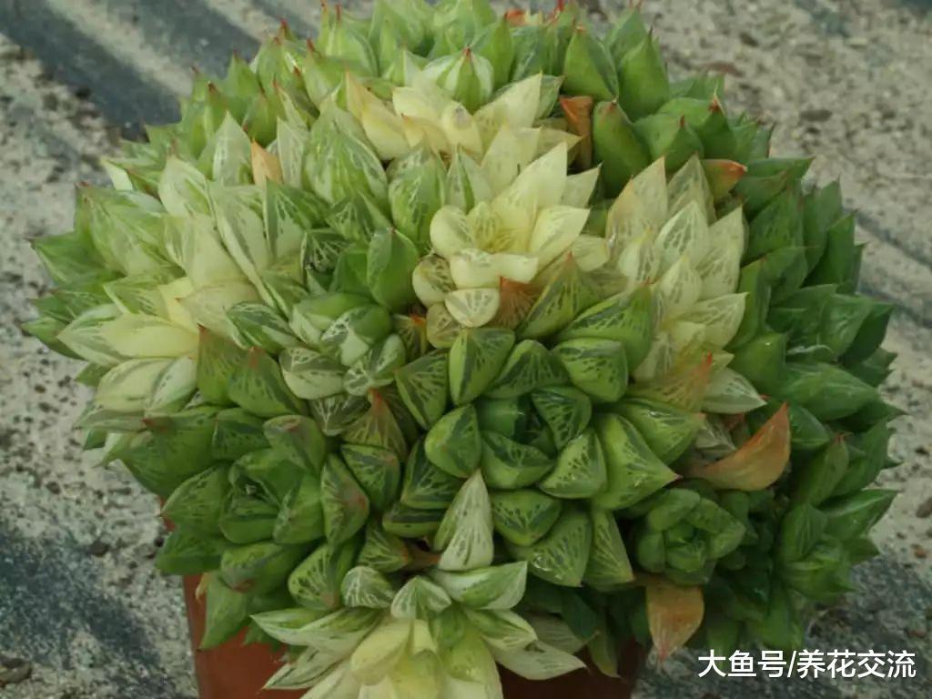 宝草、草玉露用这些技巧养护, 比其他的玉露还好看