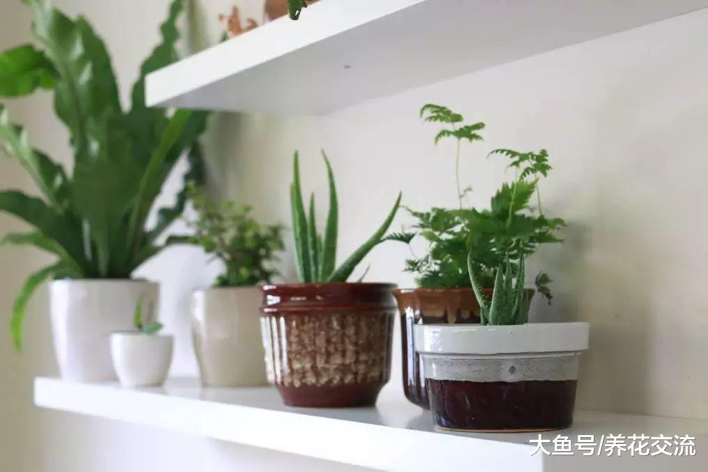 想要在潮湿和高温的浴室养护植物, 养这9种盆栽绿植就足够了