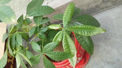 高温干燥! 发财树又黄叶了? 试试这几招, 让叶片长的油光锃亮