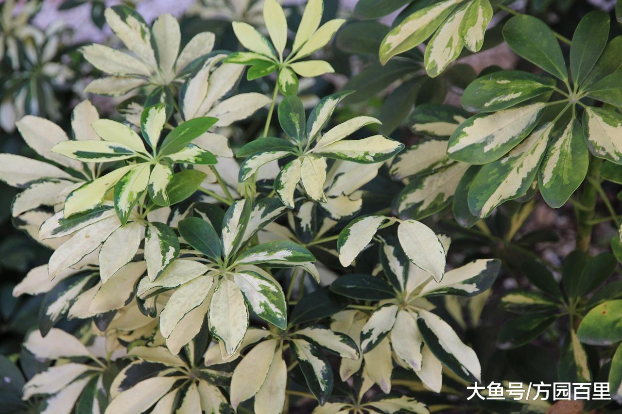 说说安全越冬的冬季花卉